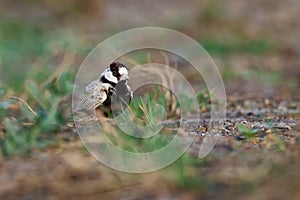 Black-crowned Sparrow-Lark - Eremopterix nigriceps in the desert of Boa Vista