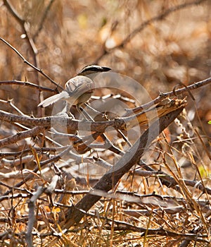 Black-crowned Tchagra