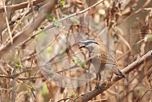 Black-crowned Tchagra