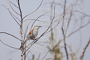 Black-crowned Tchagra