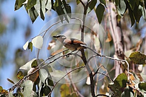 Black-crowned tchagra Tchagra senegalus