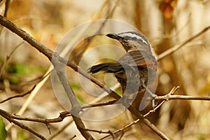 Black-crowned Tchagra / Tchagra senegalus. Birds wintering in the Middle East