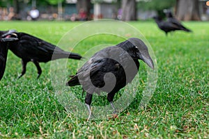 Black crowns walking on the green grass of lawn in the park. Many crowns. Black Corvus birds in grass