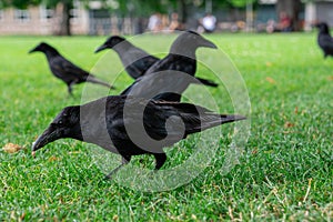 Black crowns walking on the green grass of lawn in the park. Many crowns. Black Corvus birds in grass