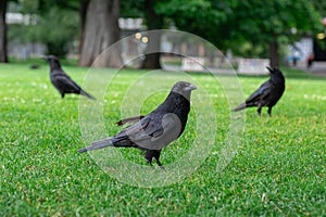 Black crowns walking on the green grass of lawn in the park. Many crowns. Black Corvus birds in grass