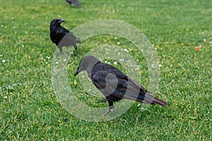 Black crowns walking on the green grass of lawn in the park. Many crowns. Black Corvus birds in grass