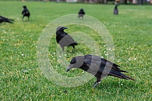 Black crowns walking on the green grass of lawn in the park. Many crowns. Black Corvus birds in grass