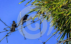 Black crows and corvids sitting on branch with blue sky