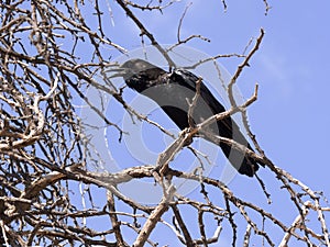 Black Crows, Corvus capensis, on Kalahari Tree, South Africa