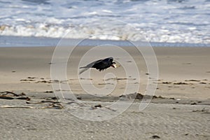 Black Crows Feeding on Fish parts at the beach in Japan