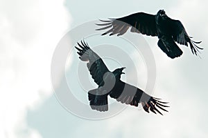 Black crows fly spreading their wings