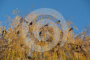 Black crows photographed next to the River Thames in a willow tree in Twickenham, west London UK on a clear, cold winter`s day.