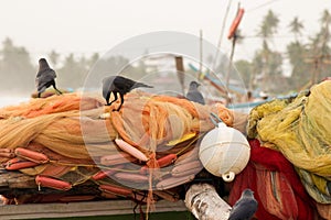 Black crows sit on orange fishing nets