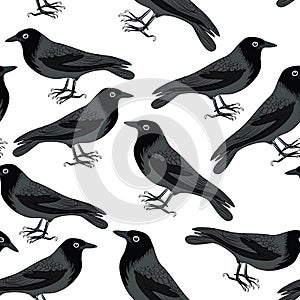 Black crows seamless pattern. Vector illustration on white background