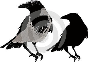 Čierny vrany 
