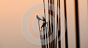 Black crows sitting on iron bars unique photo