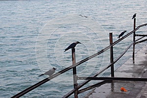 Black crows sitting on the pole near ganga river in Haridwar India photo