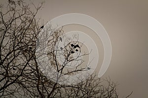 Black crows sitting on tree top. Birds sitting on bare tree branches in winter on grey sky