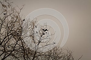 Black crows sitting on tree top. Birds sitting on bare tree branches in winter on grey sky background.