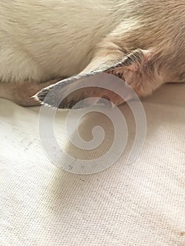 Black Crust on Outer Dog Ears