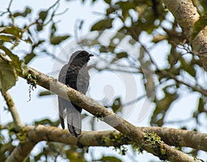 Black Cuckoo, Cuculus clamosus