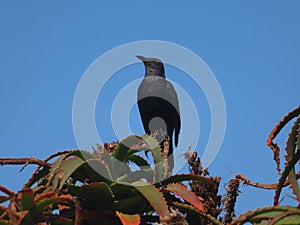 Black cuckoo shrike