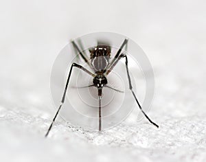 black culex mosquito