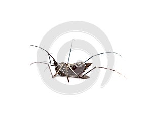 black culex mosquito isolated