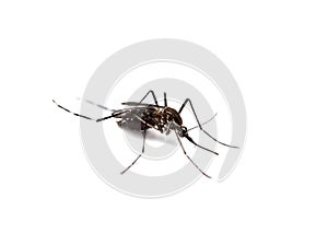 black culex mosquito isolated