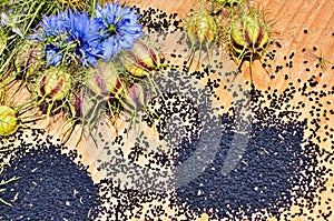 Black Cumin field , Nigella Sativa