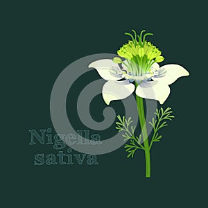 Black cumin or Nigella Sativa. White flowers and seeds. Vector design element