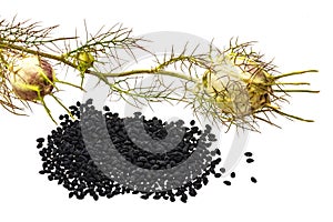 Black cumin with seed pods and leaves,