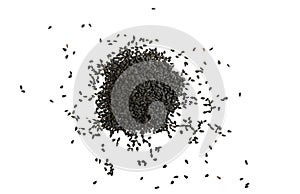 Black cumin seed on white