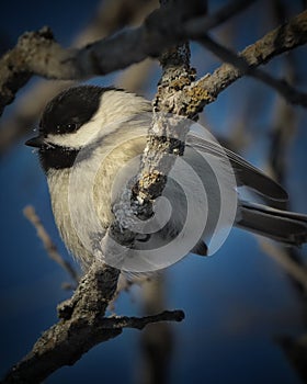 Black cupped chickadee