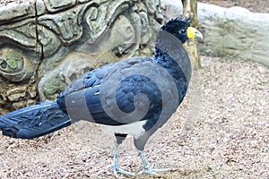 Black curassow.