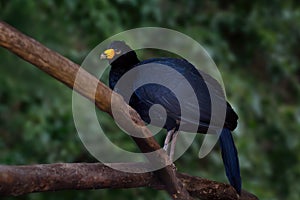 Black Curassow bird