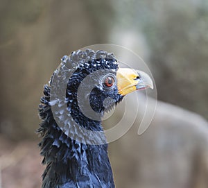 Black curassow. Black crested curassaw.