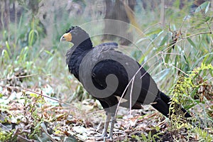 The black curassow Crax alector