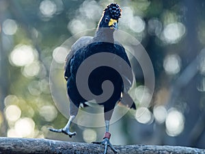 The black curassow (Crax alector), portrait of bird