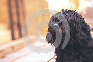 Black curly dog on a bokeh background