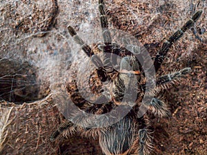 Black curly hair tarantula