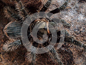 Black curly hair tarantula