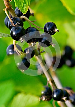 Black currant 2