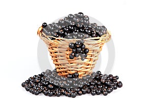 Black currant in a basket