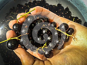 Black currant berries.