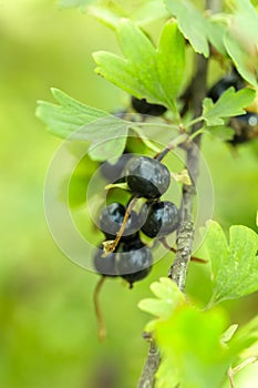 The black currant berries on a Bush close-up