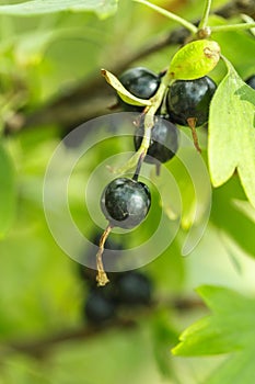 The black currant berries on a Bush close-up