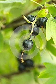 The black currant berries on a Bush close-up photo