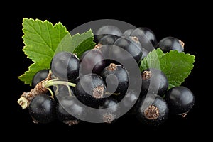 Black currant berries closeup