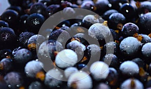 Black currant berries, covered with ice